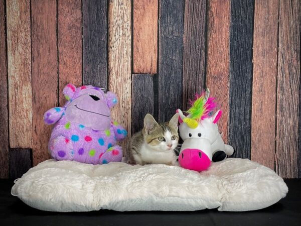 Domestic Cat-CAT-Female-Brown Tabby-25055-Petland Scottsdale, Arizona
