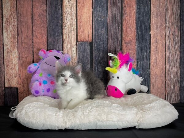 Domestic Cat-CAT-Male-Gray / White-25056-Petland Scottsdale, Arizona