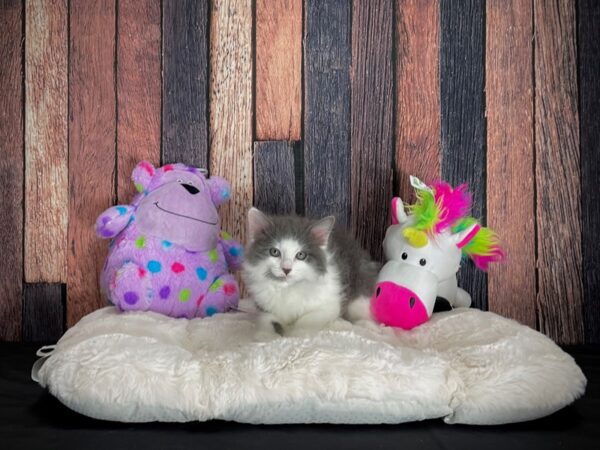 Domestic Cat-CAT-Female-Gray / White-25051-Petland Scottsdale, Arizona
