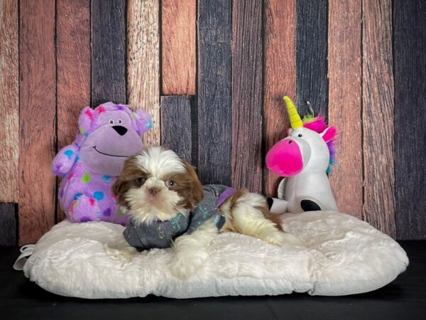 Shih Tzu-DOG-Male-Red / White-25049-Petland Scottsdale, Arizona