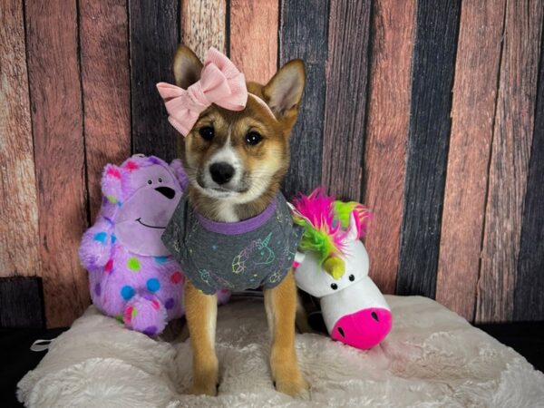 Shiba Inu-DOG-Female-Red Sable-25048-Petland Scottsdale, Arizona