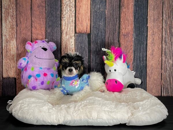 Poodle-DOG-Female-Black / Tan-25047-Petland Scottsdale, Arizona
