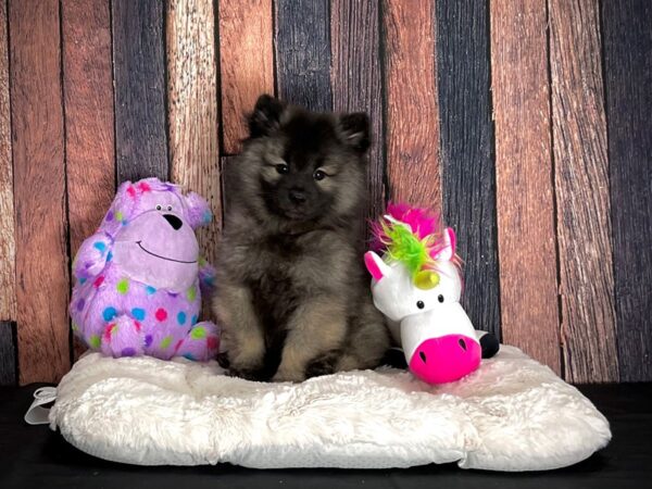 Keeshond-DOG-Male-Silver / Black-25046-Petland Scottsdale, Arizona