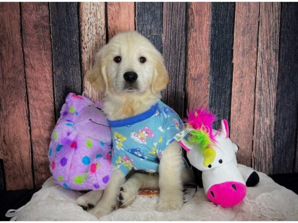 Golden Retriever-DOG-Male-Light Golden-25045-Petland Scottsdale, Arizona