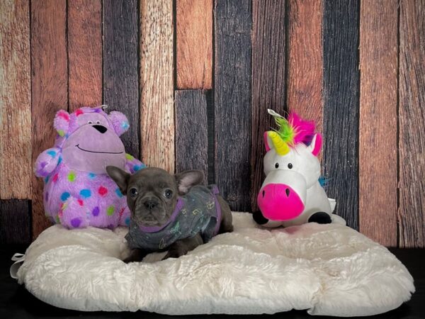 French Bulldog-DOG-Female-Blue-25044-Petland Scottsdale, Arizona