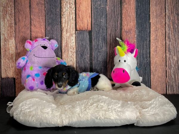 Dachshund-DOG-Male-Black / Tan-25043-Petland Scottsdale, Arizona