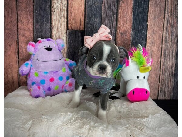 Boston Terrier-DOG-Female-Blue / White-25042-Petland Scottsdale, Arizona