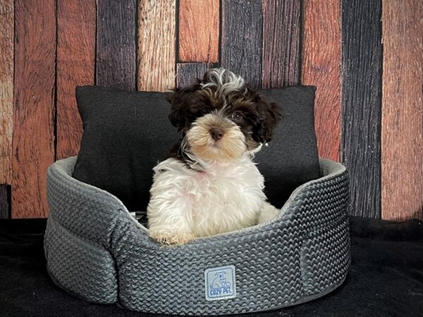 Havanese/Poodle-DOG-Female-White / Chocolate-25098-Petland Scottsdale, Arizona
