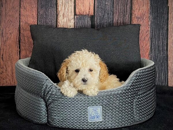 Cocker Spaniel/Poodle-DOG-Female-Cream-25097-Petland Scottsdale, Arizona
