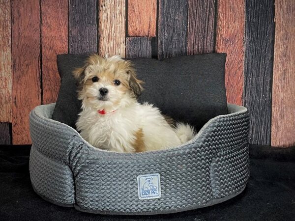 Bichon Frise/Shih Tzu-DOG-Female-Brindle / White-25096-Petland Scottsdale, Arizona