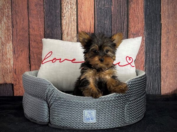 Yorkshire Terrier-DOG-Female-Black / Tan-25095-Petland Scottsdale, Arizona