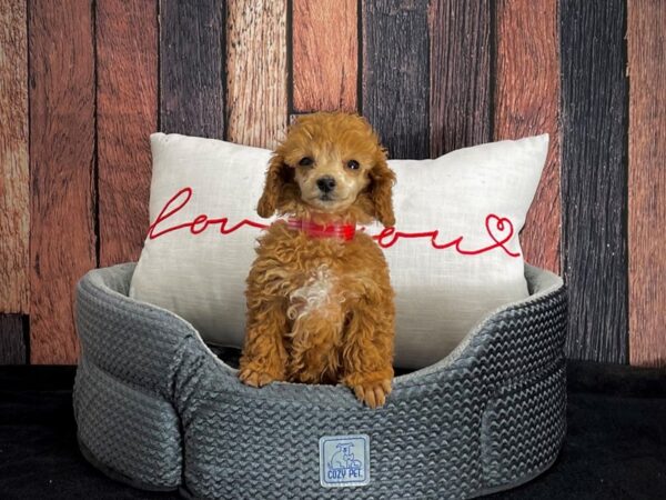 Poodle-DOG-Female-Red-25094-Petland Scottsdale, Arizona