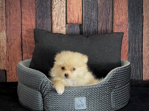 Pomeranian-DOG-Male-Cream-25093-Petland Scottsdale, Arizona