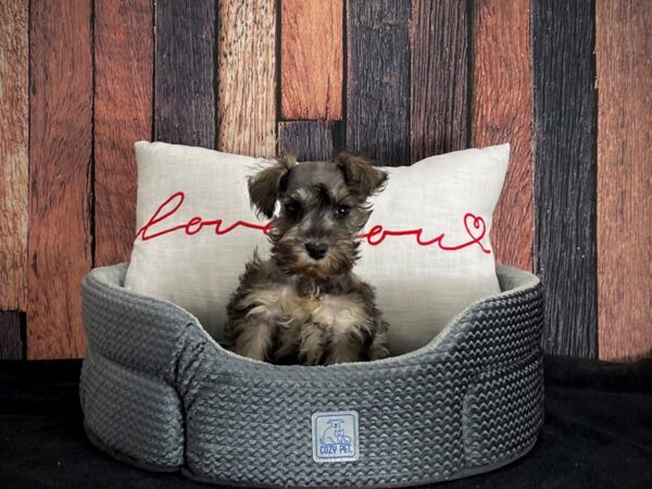 Miniature Schnauzer-DOG-Female-Salt / Pepper-25092-Petland Scottsdale, Arizona