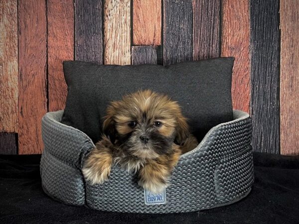 Lhasa Apso-DOG-Male-Grizzle-25091-Petland Scottsdale, Arizona