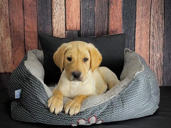 Labrador Retriever-DOG-Male-Yellow-25090-Petland Scottsdale, Arizona