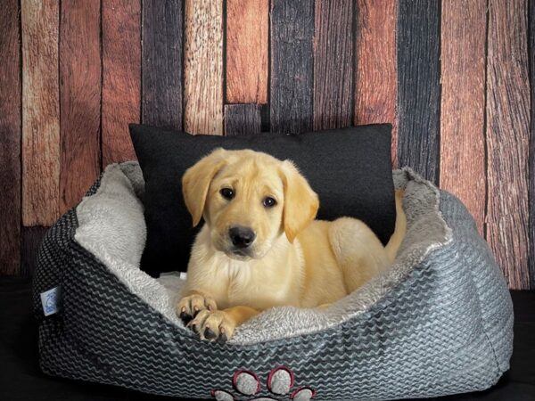 Labrador Retriever-DOG-Female-Yellow-25089-Petland Scottsdale, Arizona