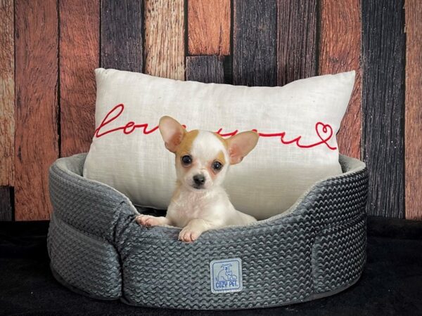 Chihuahua-DOG-Male-Fawn-25088-Petland Scottsdale, Arizona