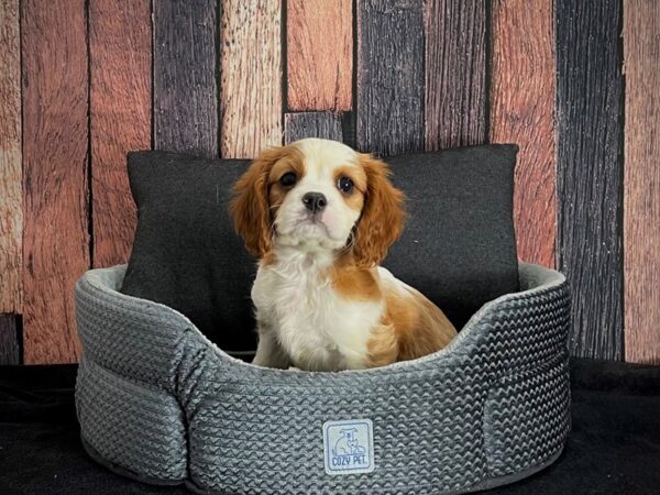 Cavalier King Charles Spaniel-DOG-Male-Blenheim-25087-Petland Scottsdale, Arizona