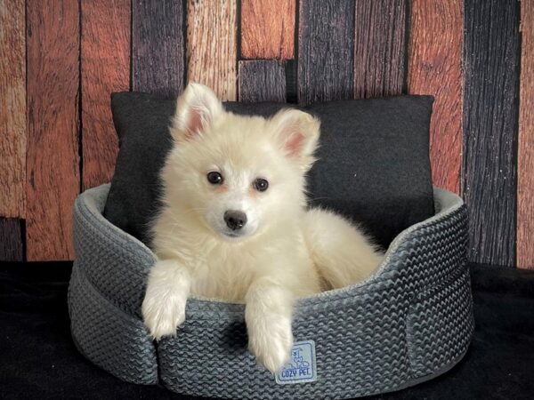 American Eskimo Dog-DOG-Female-White-25086-Petland Scottsdale, Arizona