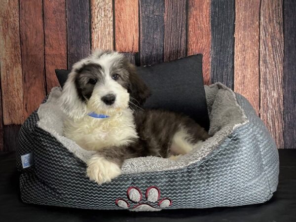 Old English Sheepdog/Standard Poodle-DOG-Male-Grey and White-25085-Petland Scottsdale, Arizona