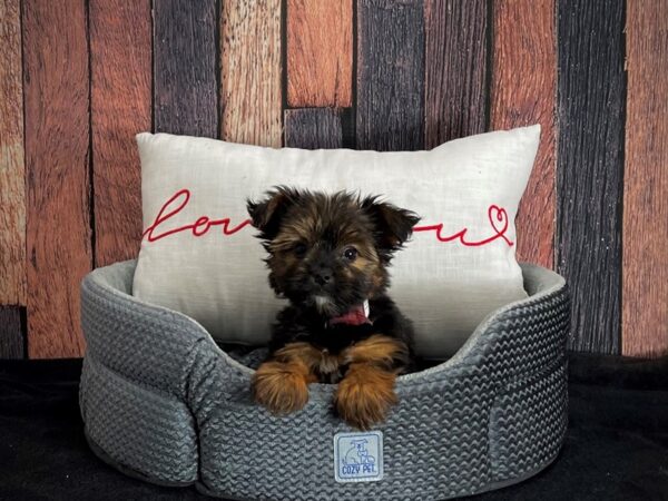 Yorkshire Terrier-DOG-Female-Black and Gold-25084-Petland Scottsdale, Arizona