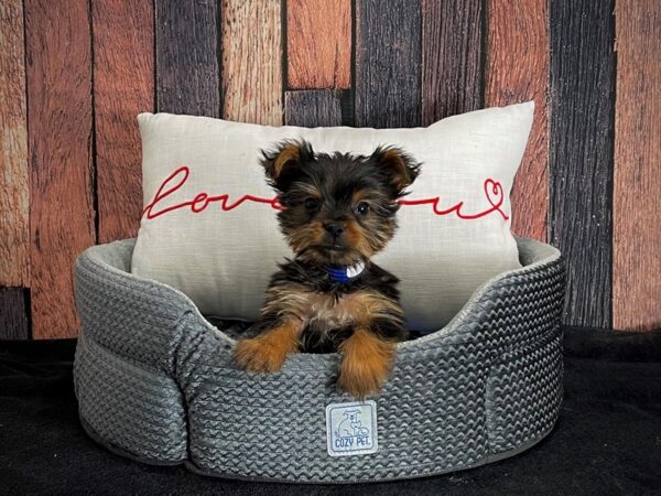 Yorkshire Terrier-DOG-Male-Black and Gold-25083-Petland Scottsdale, Arizona
