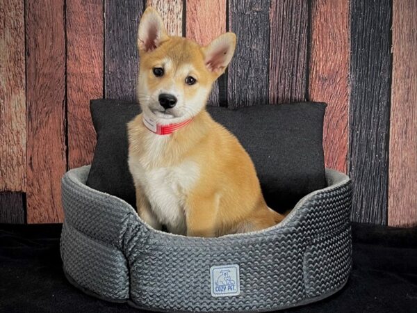 Shiba Inu-DOG-Female-Red-25082-Petland Scottsdale, Arizona