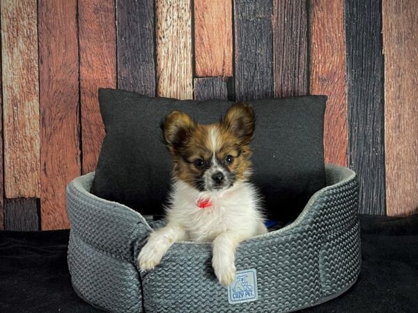 Papillon-DOG-Female-White and Sable-25081-Petland Scottsdale, Arizona