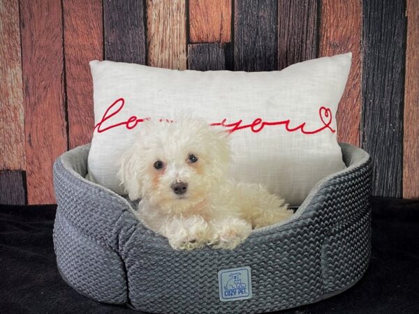 Bichon Frise-DOG-Female-White-25080-Petland Scottsdale, Arizona