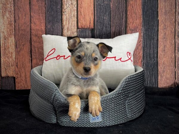 Australian Cattle Dog-DOG-Male-Blue Mottled-25079-Petland Scottsdale, Arizona