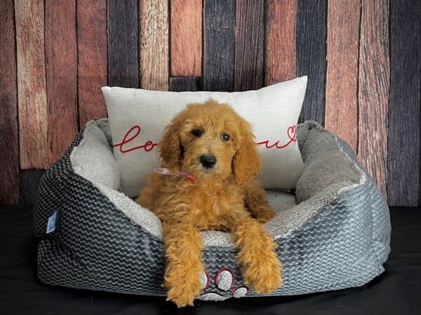 F1B Goldendoodle-DOG-Female--25103-Petland Scottsdale, Arizona