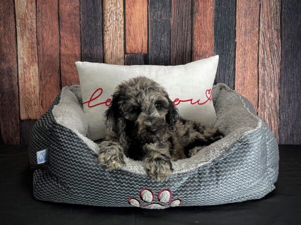 F1B Goldendoodle-DOG-Male--25100-Petland Scottsdale, Arizona