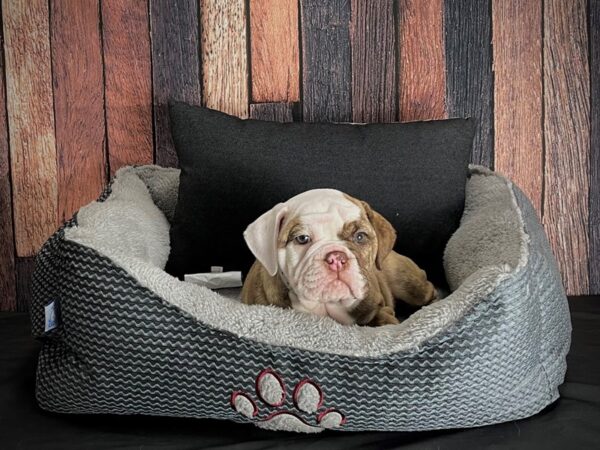 English Bulldog-DOG-Female--25099-Petland Scottsdale, Arizona