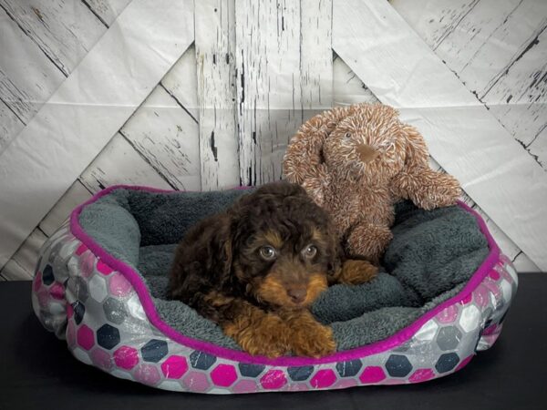 F1B Aussiedoodle-DOG-Male-Brown and Apricot-25111-Petland Scottsdale, Arizona