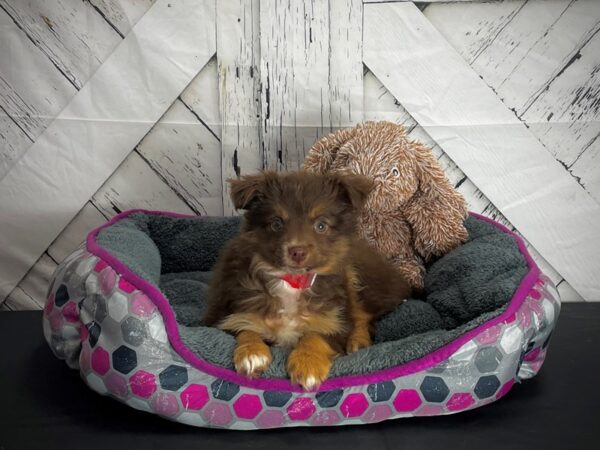 Miniature Australian Shepherd-DOG-Female-Red-25110-Petland Scottsdale, Arizona