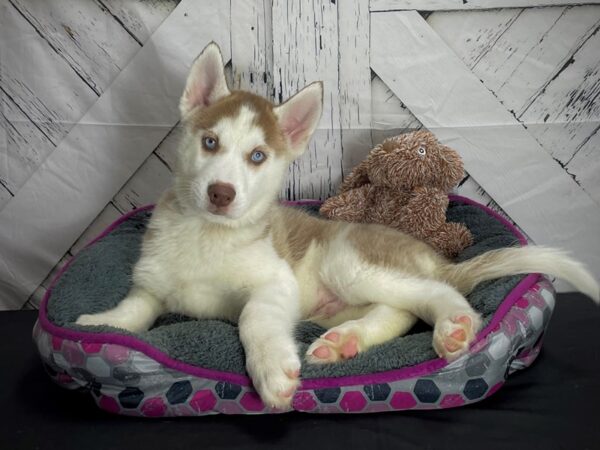 Siberian Husky-DOG-Male-Red and White-25109-Petland Scottsdale, Arizona