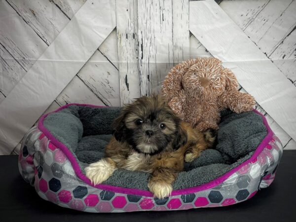 Shih Tzu-DOG-Female-Red-25108-Petland Scottsdale, Arizona