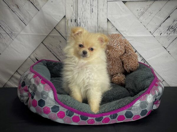 Pomeranian-DOG-Female-Cream-25107-Petland Scottsdale, Arizona