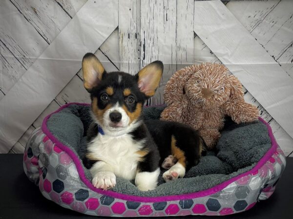 Pembroke Welsh Corgi-DOG-Male-Black and Tan-25106-Petland Scottsdale, Arizona