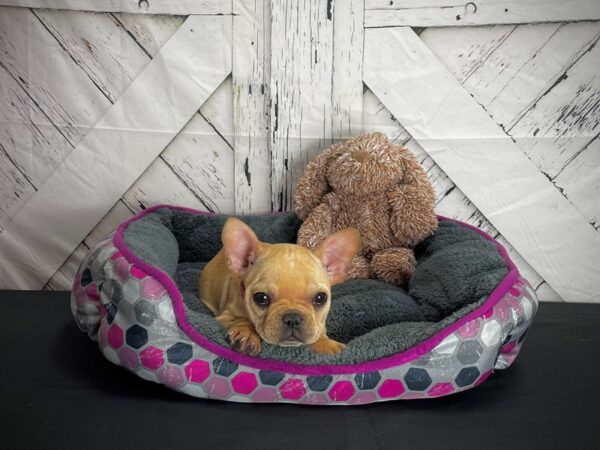 French Bulldog-DOG-Female-Fawn-25105-Petland Scottsdale, Arizona