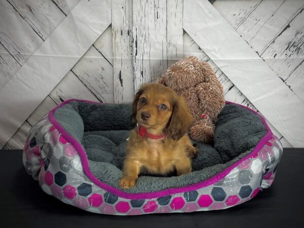Dachshund-DOG-Female-Fawn-25104-Petland Scottsdale, Arizona