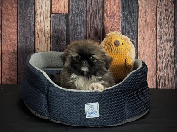 Pekingese-DOG-Male-Fawn Sable-25136-Petland Scottsdale, Arizona
