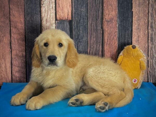 Golden Retriever-DOG-Male-Light Golden-25135-Petland Scottsdale, Arizona