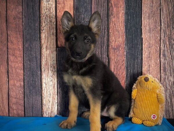 German Shepherd Dog-DOG-Female-Black and Tan-25134-Petland Scottsdale, Arizona