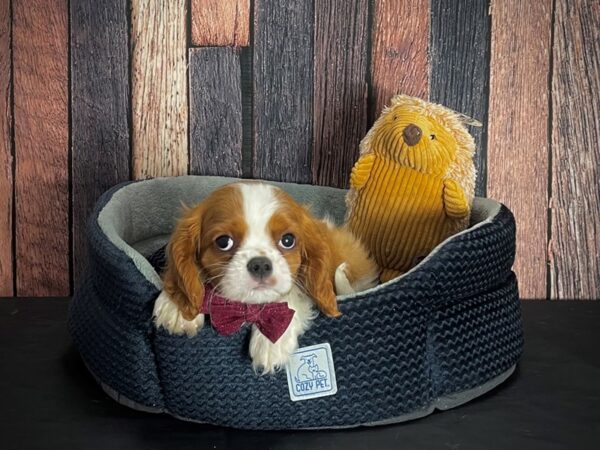 Cavalier King Charles Spaniel-DOG-Male-Blenheim-25133-Petland Scottsdale, Arizona