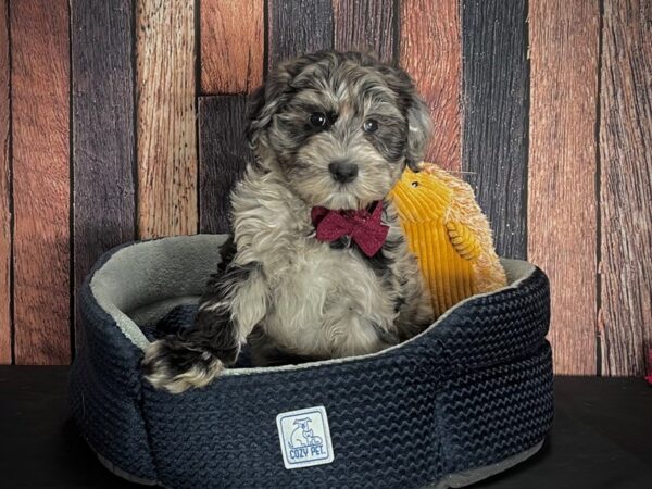 Poodle/Soft Coated Wheaten Terrier-DOG-Male-Blue Merle / Tan-25131-Petland Scottsdale, Arizona