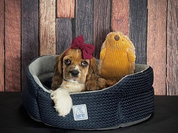 Cocker Spaniel-DOG-Female-Sable-25132-Petland Scottsdale, Arizona