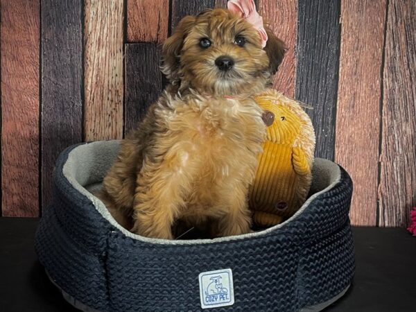 Poodle/Soft Coated Wheaten Terrier-DOG-Female-Wheaten-25130-Petland Scottsdale, Arizona