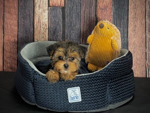 Maltese/Yorkshire Terrier-DOG-Female-Black / Tan-25129-Petland Scottsdale, Arizona